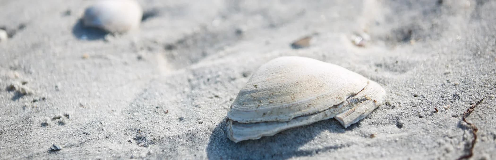 A seashell resting in the sand