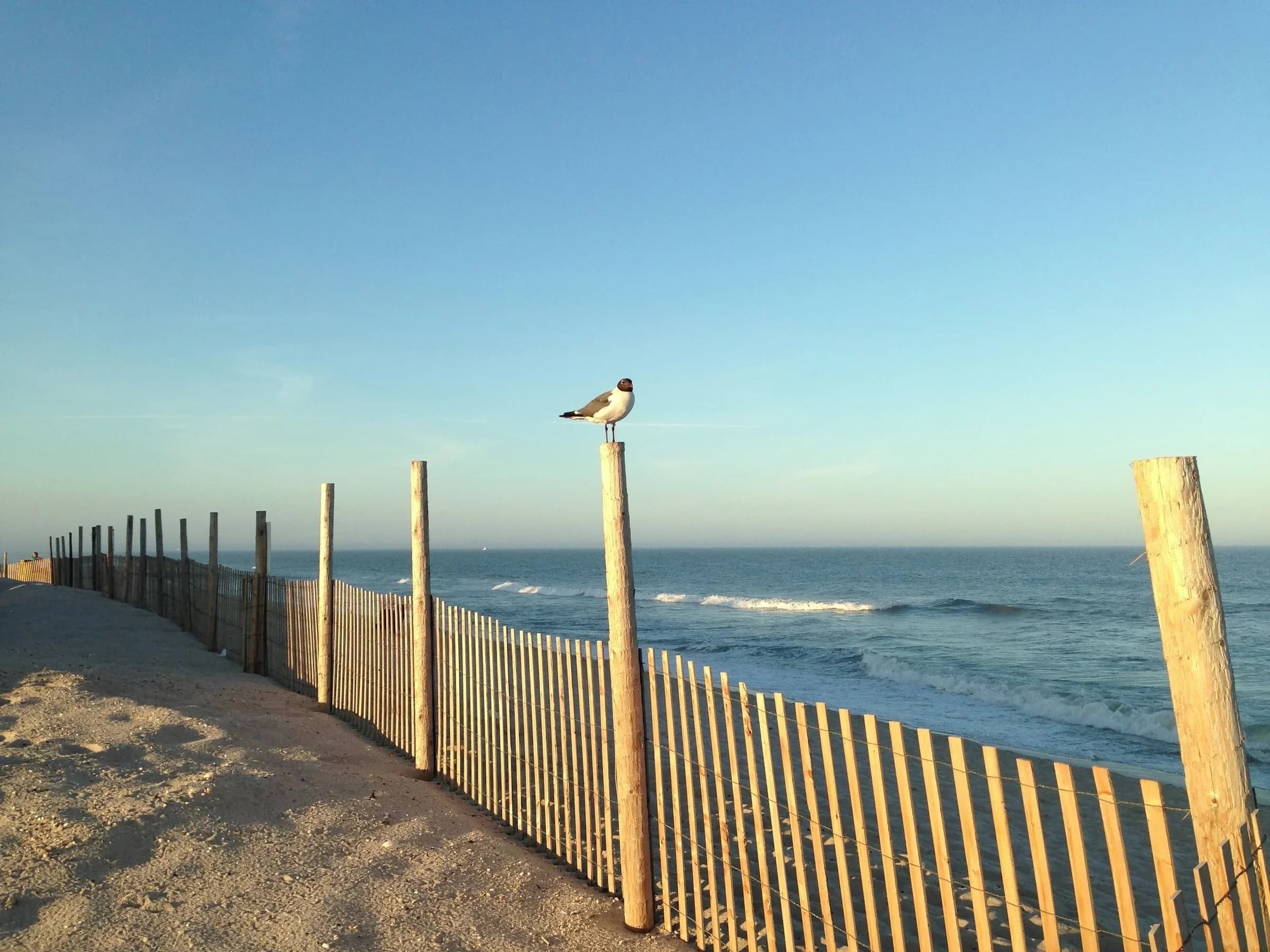 A seagull perched on a wooden post above a beach fence, with the ocean behind
